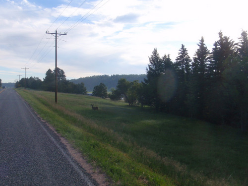 Early morning Deer standing on the side of the road, Eastonville, Colorado.